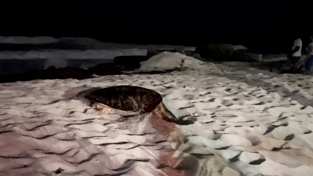 تلاش یک لاک پشت دریایی برای تخم گذاری در ساحل باربادوس