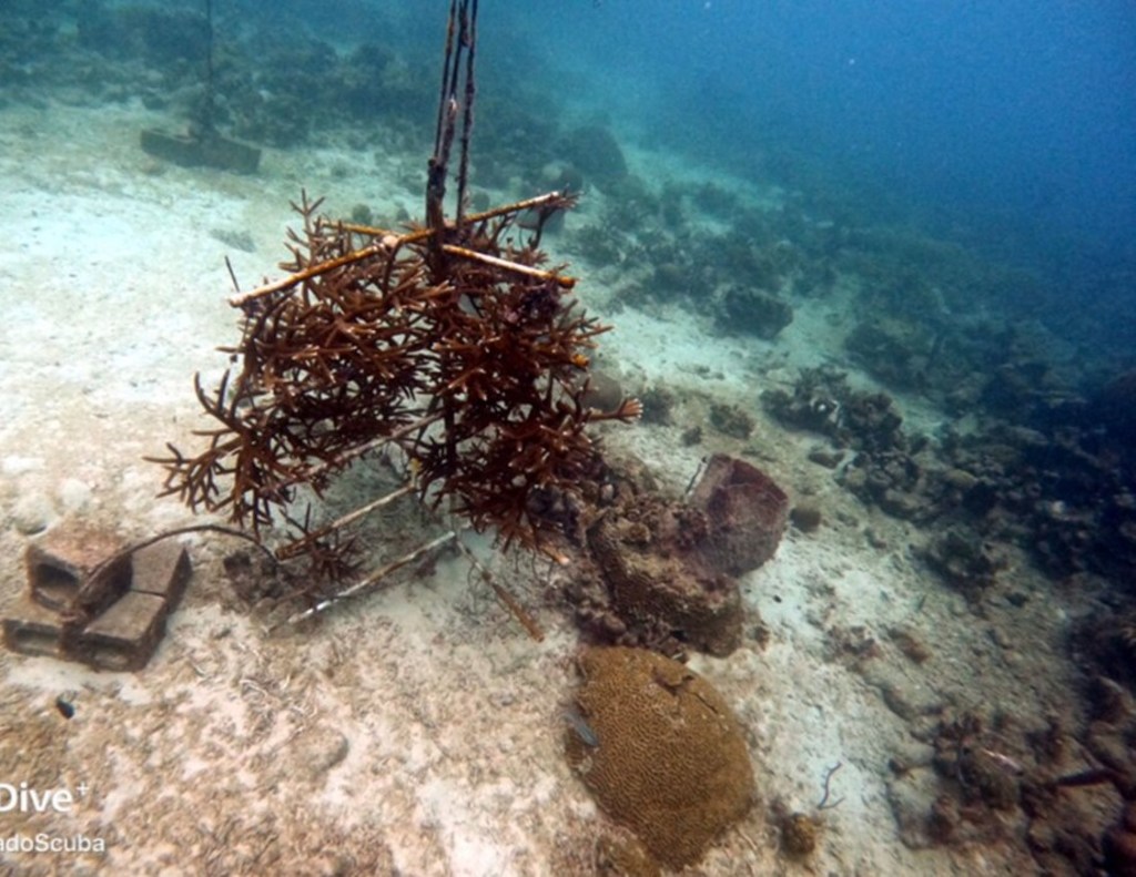 نهالستان مرجانی در سواحل باربادوس، ایجاد شده توسط CORALL